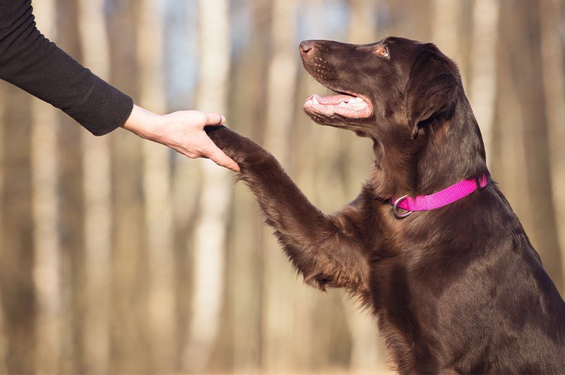 Ein brauner Hund gibt Pfötchen