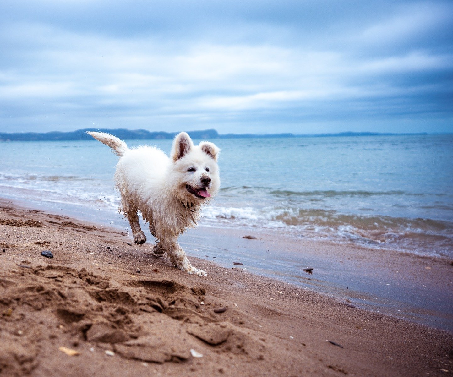 Hund im Urlaub