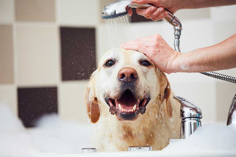 Labrador wird gebadet