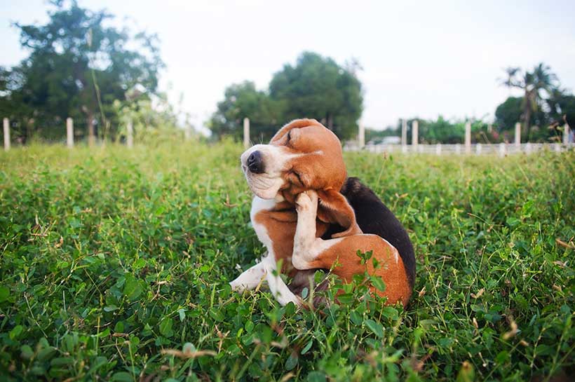 Beagle sitzt im Gras und kratzt sich