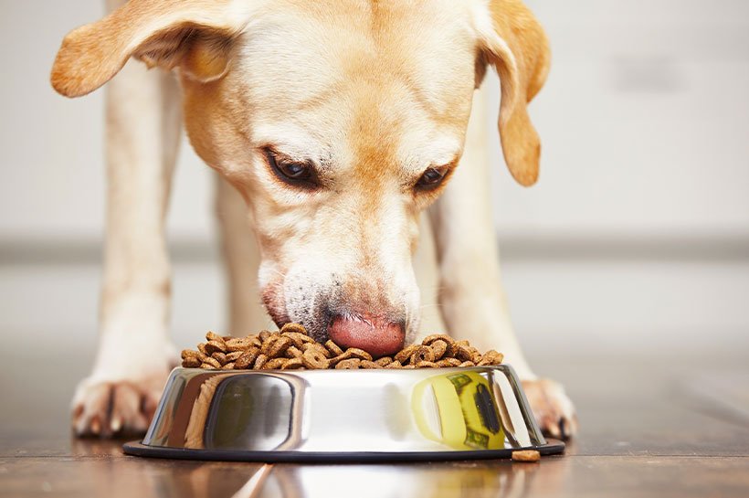 Hund in Frontansicht neben Futternapf 