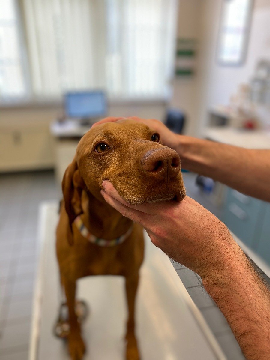 Vizsla auf dem Behandlungstisch