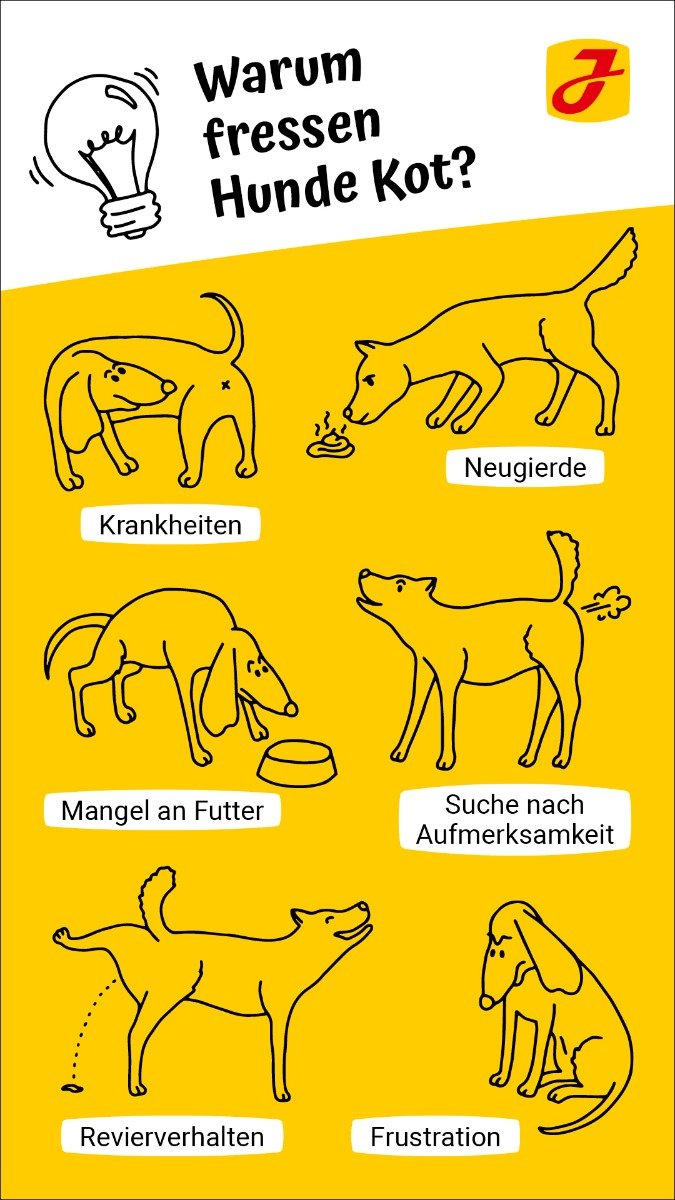 Kotfressen Beim Hund So Konnen Sie Das Vermeiden