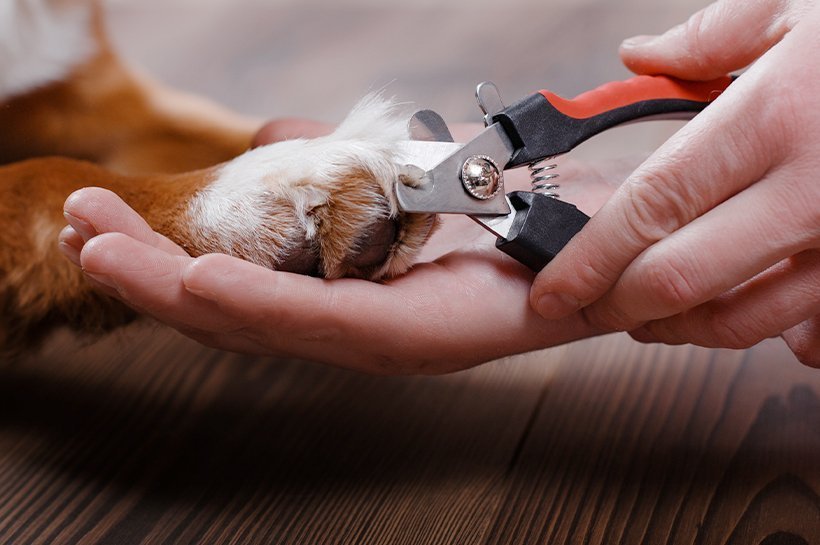 Hundepfote in einer Menschenhand bekommt die Hundekrallen mit einer Krallenzange gekürzt