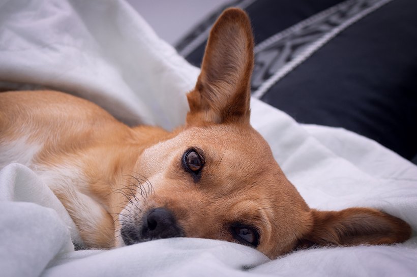 Brauner Hund mit müdem Blick ist in eine weiße Decke gewickelt.