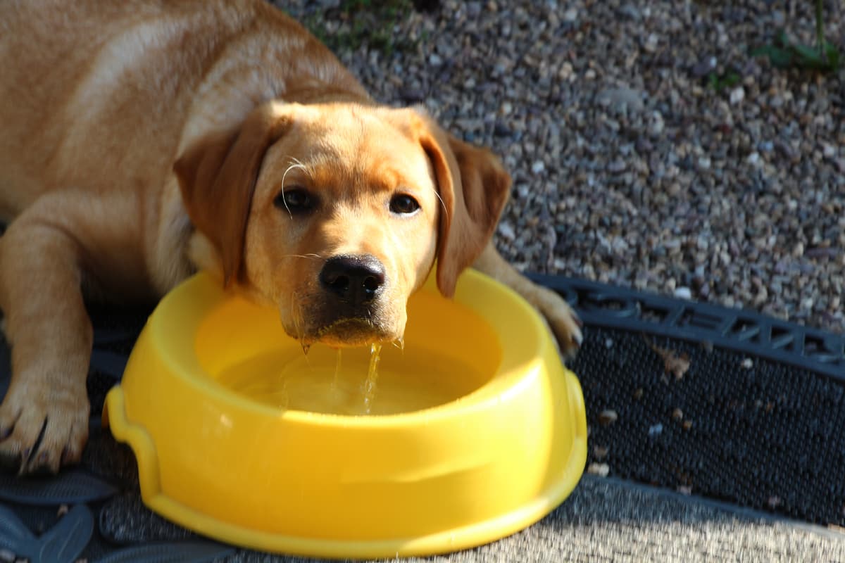 LABRADOR RETRIEVER Rassebeschreibung für LabradorNeulinge