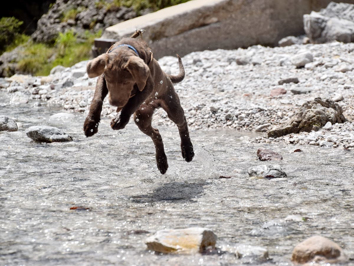 Labrador Retriever Rassebeschreibung Für Labrador Neulinge