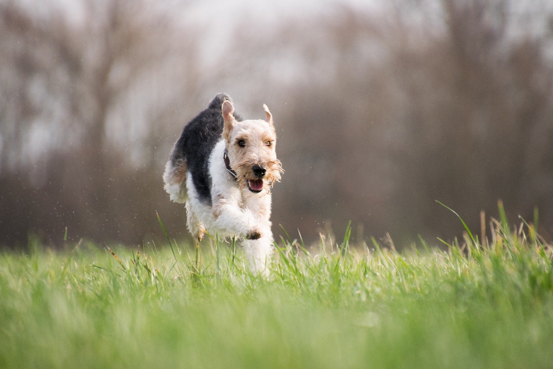 Läufigkeit beim Hund – schlecht Abrufbarkeit