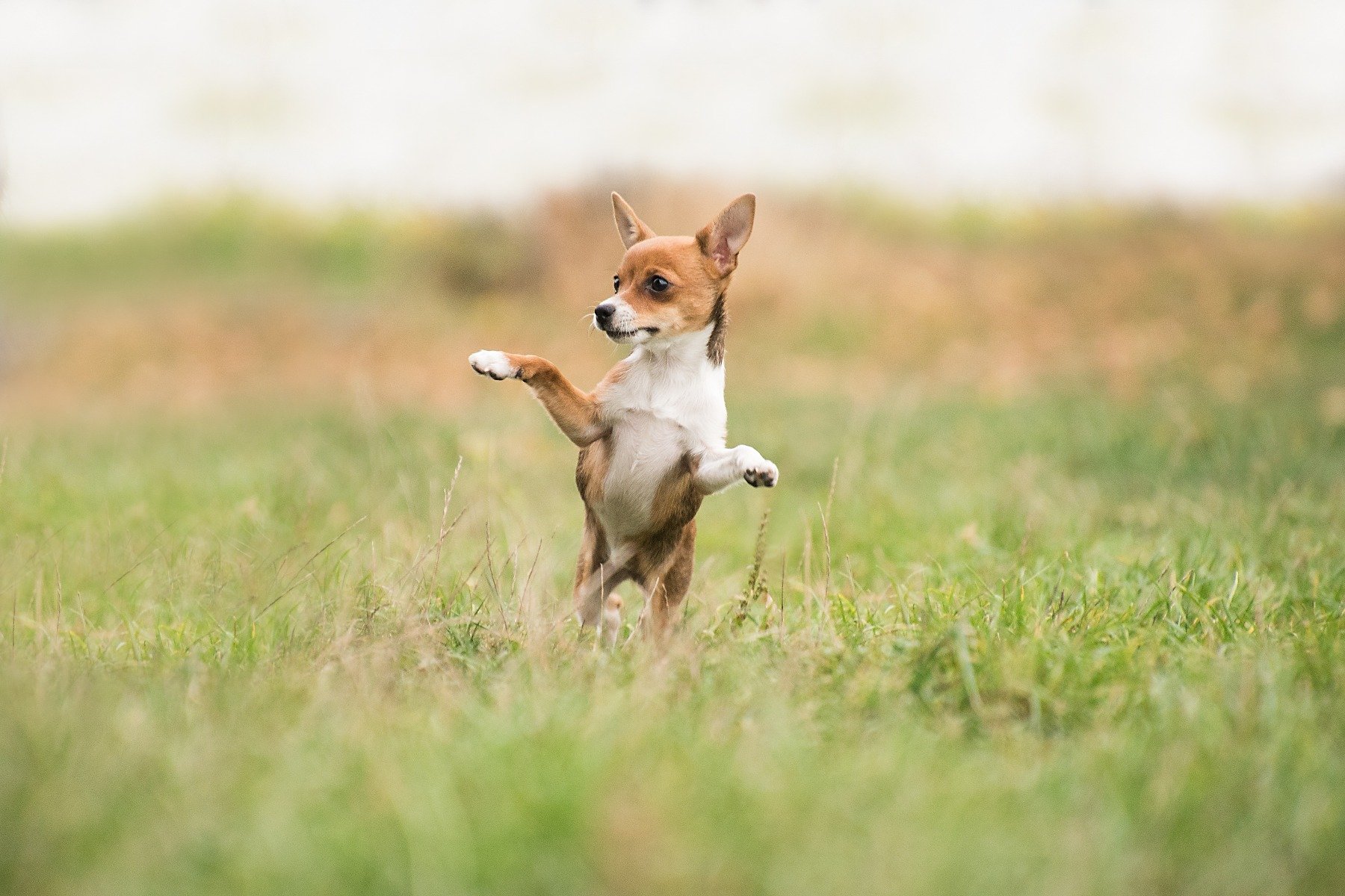 Läufigkeit beim Hund - Verhalten