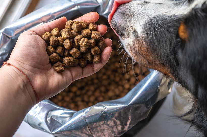 Eine Hand mit Futterpellets und das Maul eines Hundes über einem offenen Sack Hundefutter.