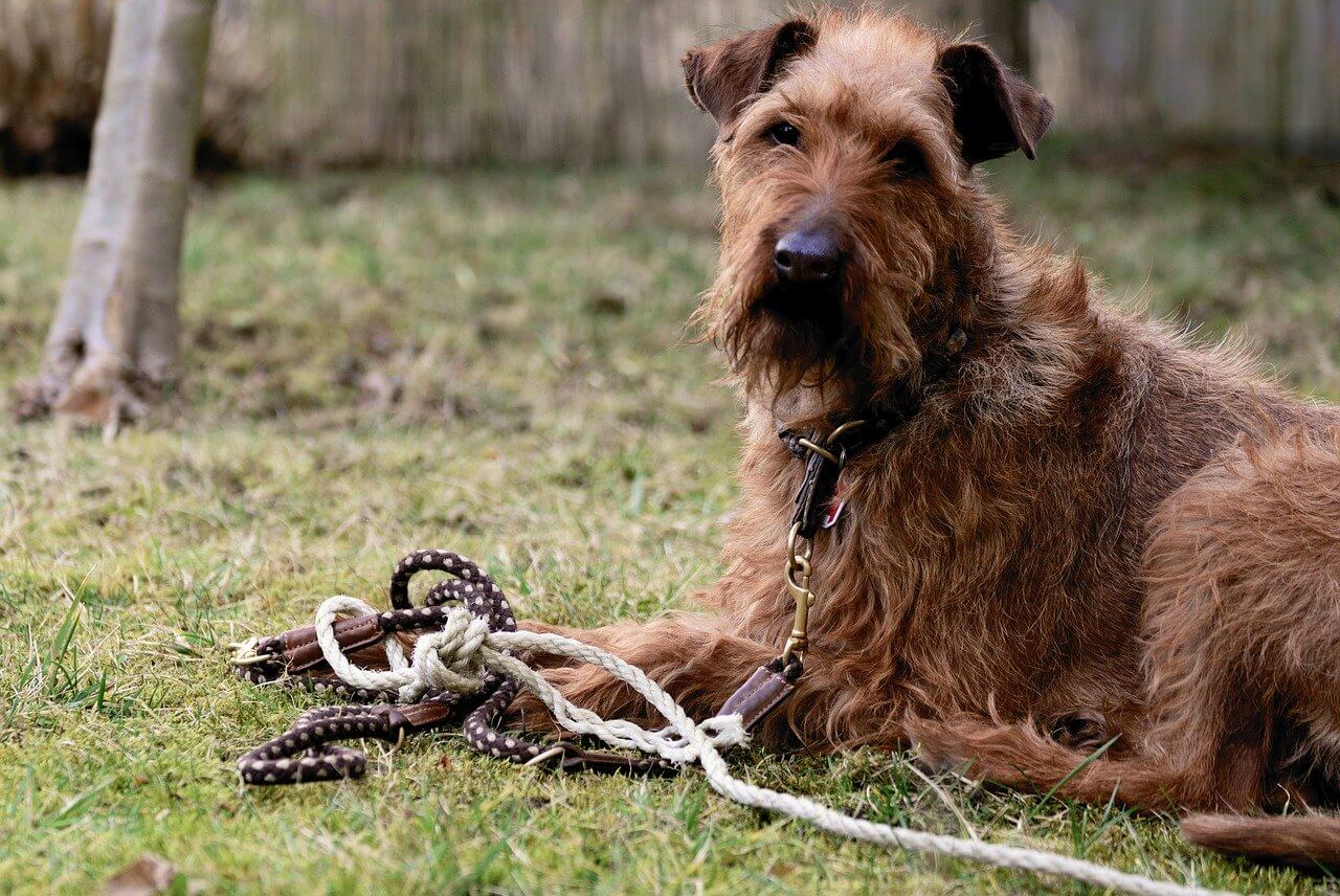 ➤ Die richtige Hundeleine: Welche Leine eignet sich für Ihren Hund?