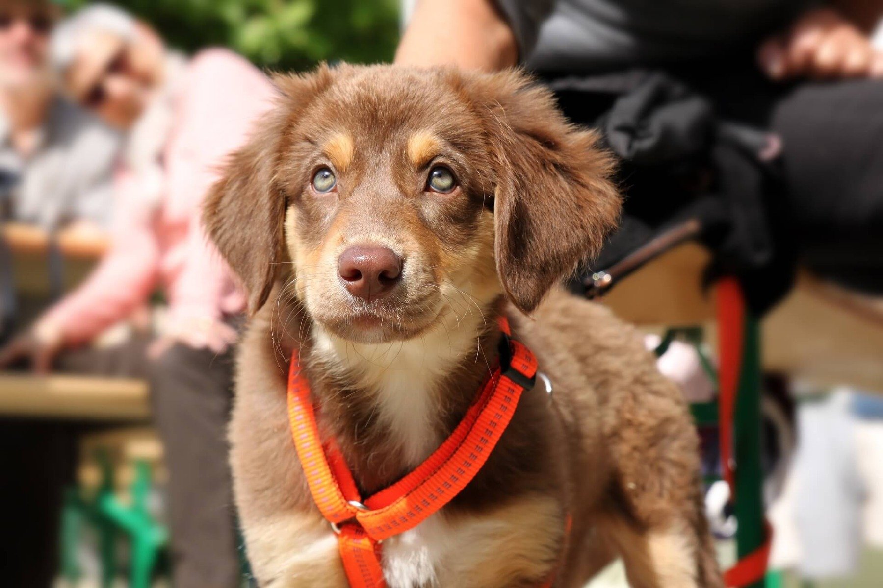 Die richtige Leine für den Hund: Was bestimmt die Auswahl? : 07.12.2022,  17.52 Uhr