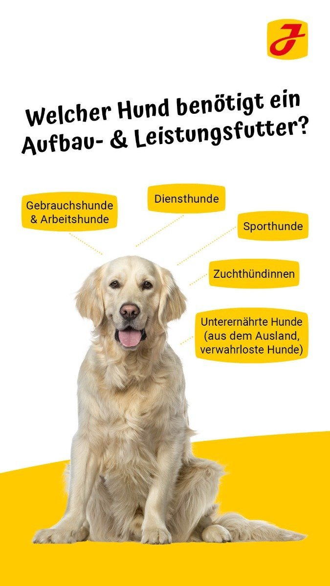 ihr hund muss zunehmen warum ein aufbau und leistungsfutter hilft