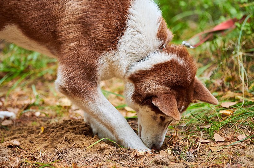 Braun-weißer Hund schnuppert am Boden.