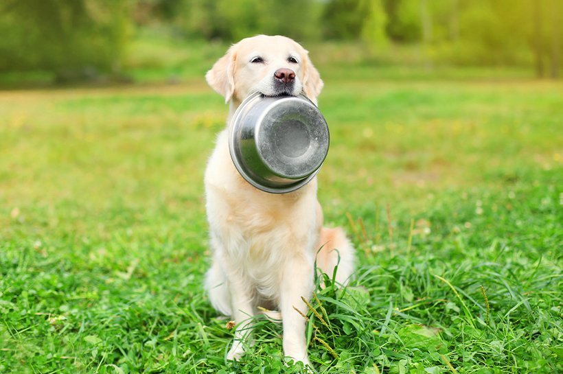 Golden Retriever sitzt auf einer Wiese mit einem Edelstahl-Napf im Maul.