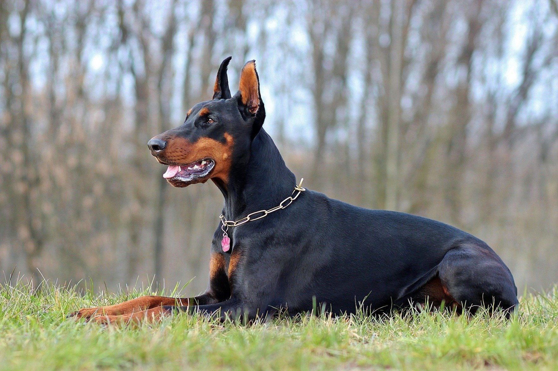 Dobermann liegt auf der Wiese