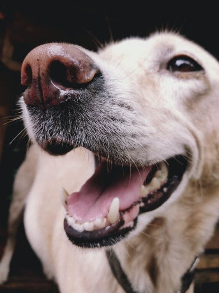 Weißer Hund mit geöffnetem Fang