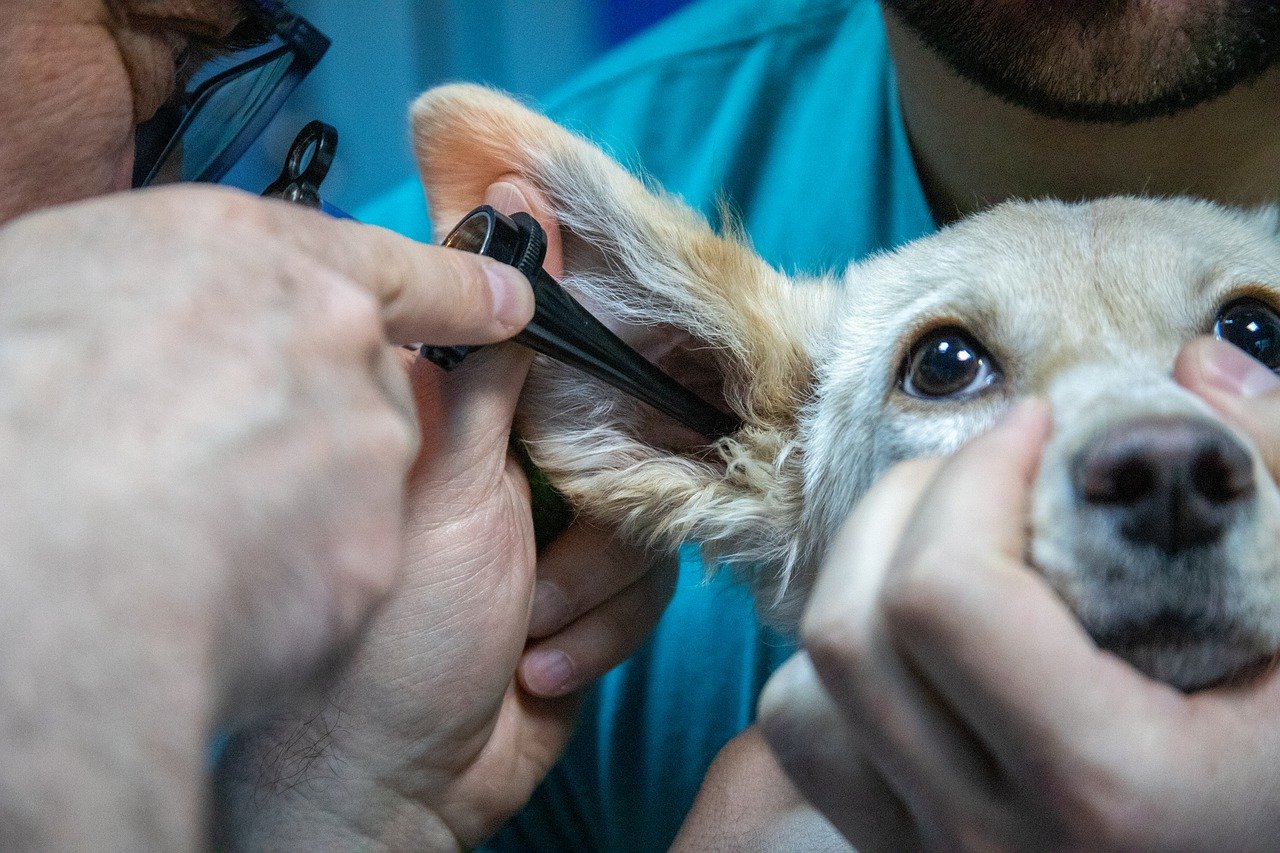 Hund bei der Ohrenkontrolle