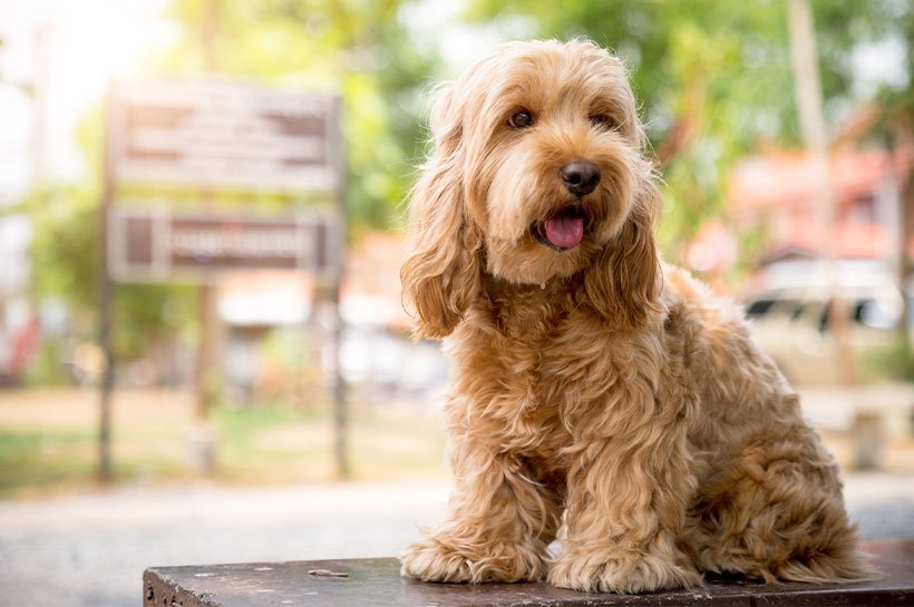 Goldener Cockapoo sitzt auf Bank 