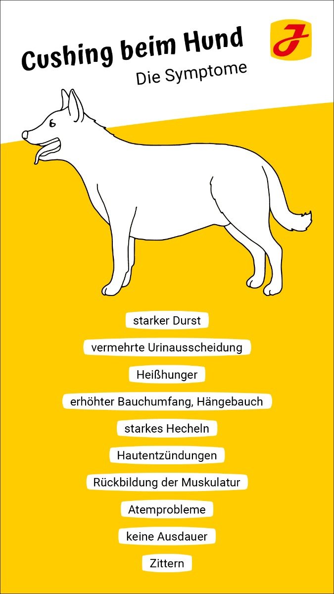 selv Dem Ciro Morbus Cushing beim Hund ➤ die wichtigsten Infos und Tipps