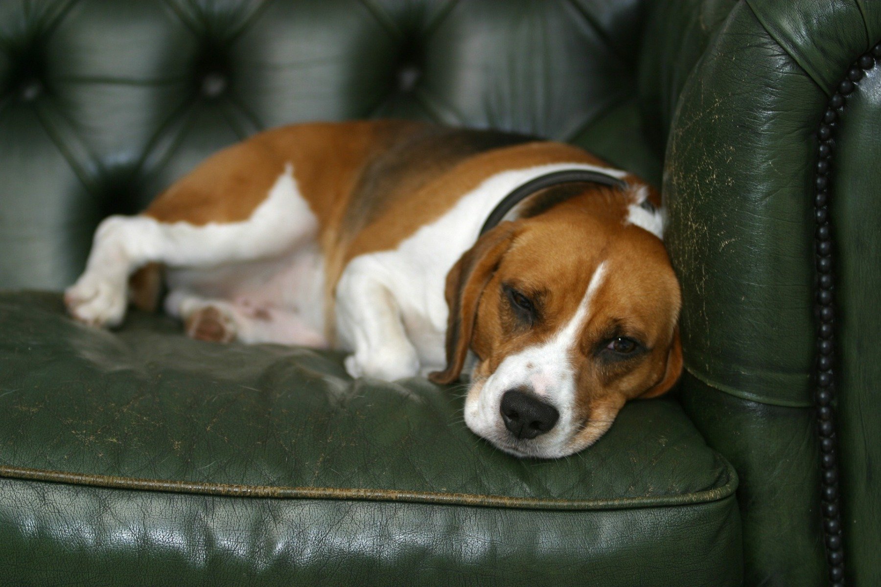 Hund der Rasse Beagle beim Schlafen