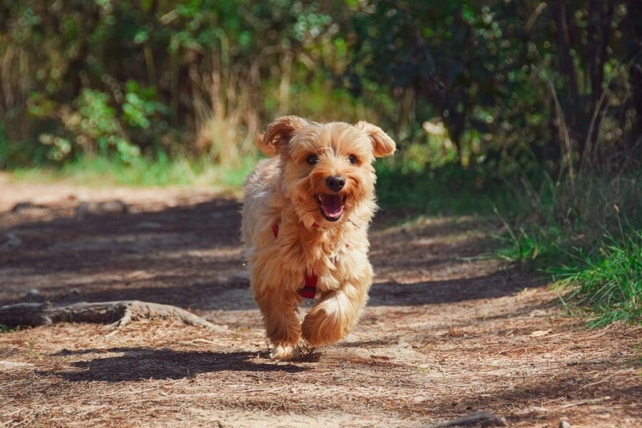 Terrier läuft fröhlich auf einem Weg