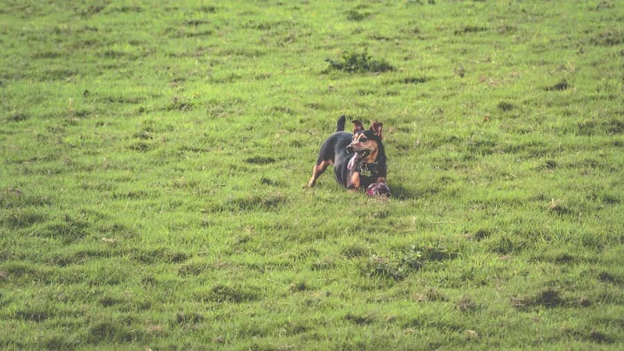 Hund spielt mit Ball auf Wiese