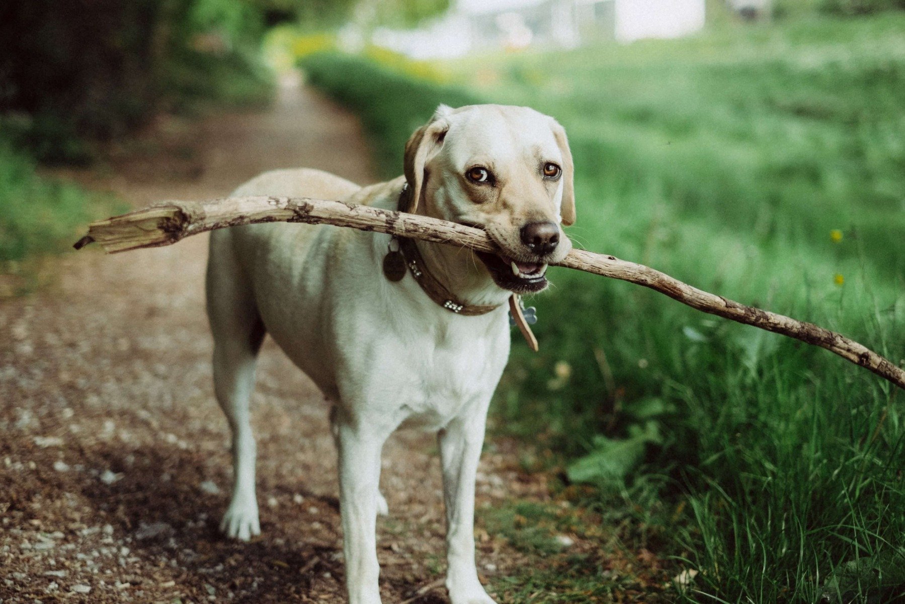 Labradormix trägt Stock im Fang im Freien