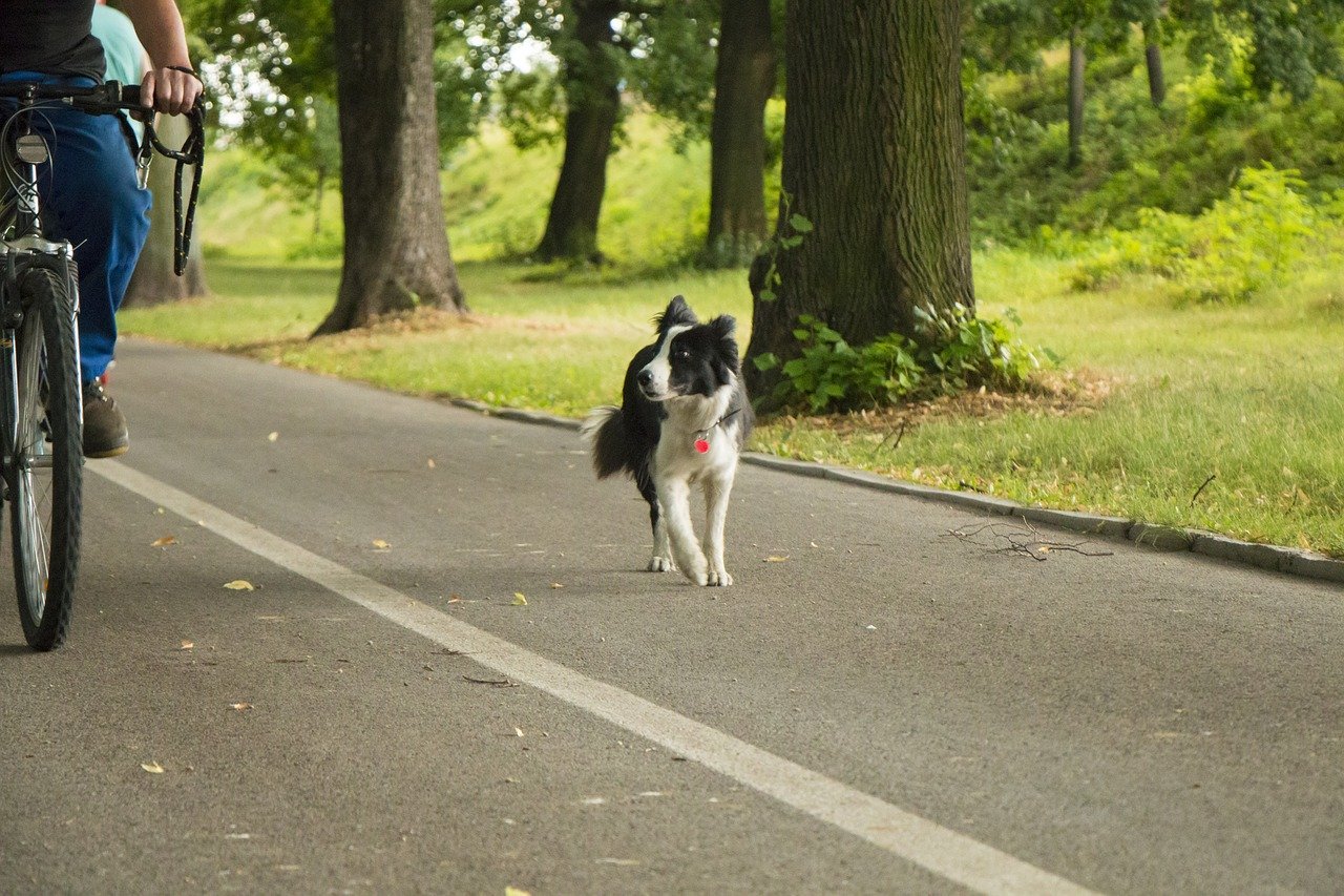 Border Collie läuft neben Fahrrad