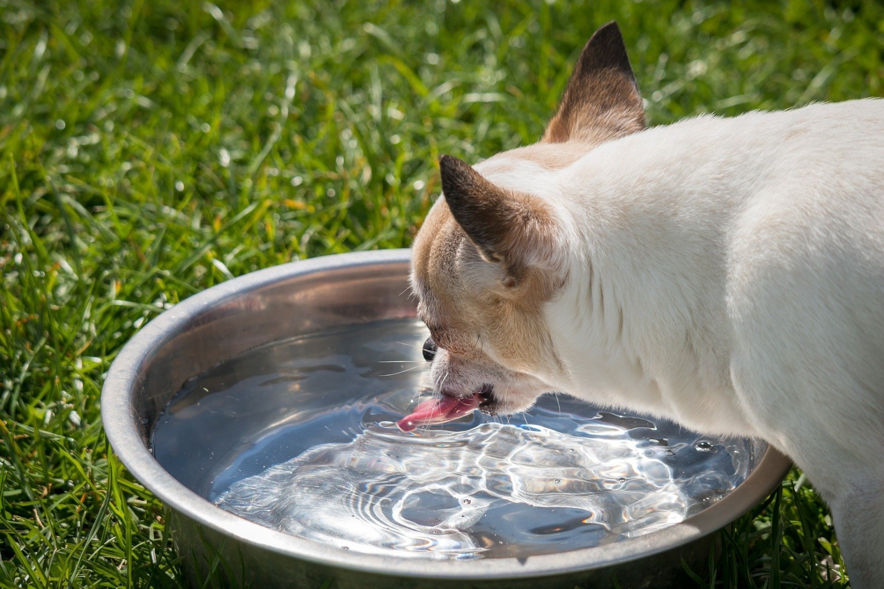Hund trinkt am Wassernapf