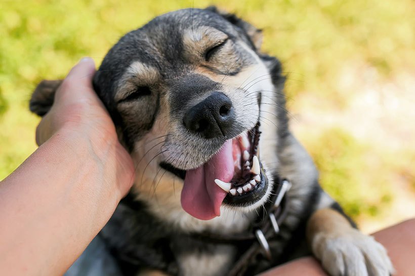 Ein glücklich aussehender Hund, der am rechten Ohr gestreichelt wird