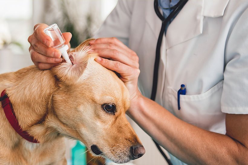 Tierarzt gibt Tropfen in das Ohr eines Hundes
