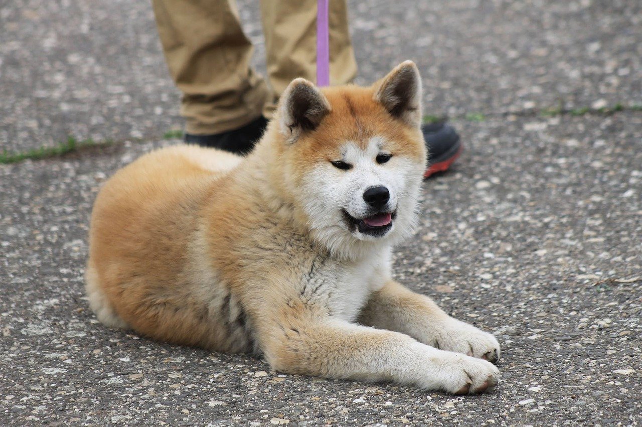 Akita Inu Welpe an der Leine liegt auf dem Boden