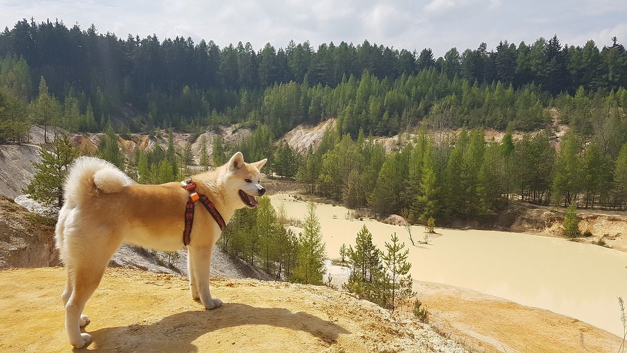 Akita Inu mit rotem Geschirr am Steinbruch