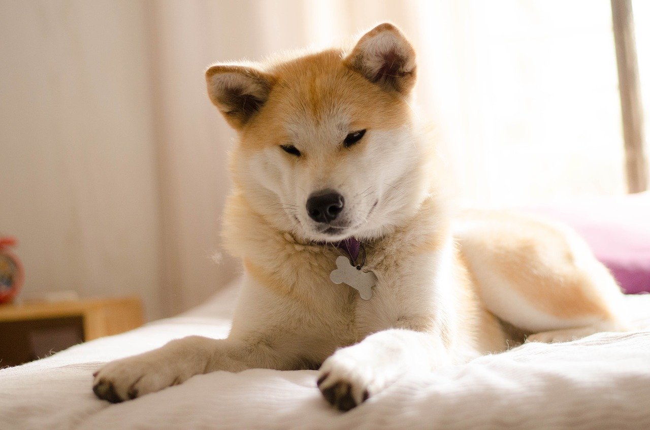 Akita Inu Junghund liegt auf dem Bett