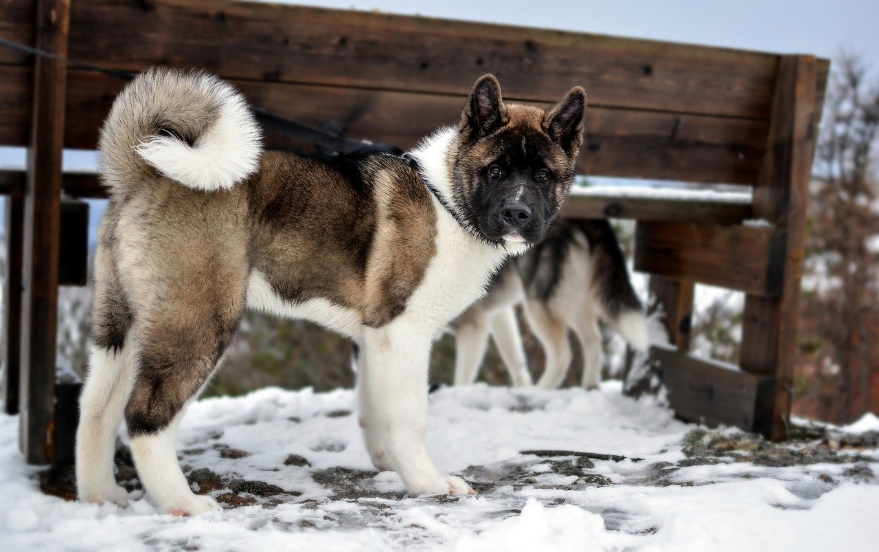 American Akita im Winter