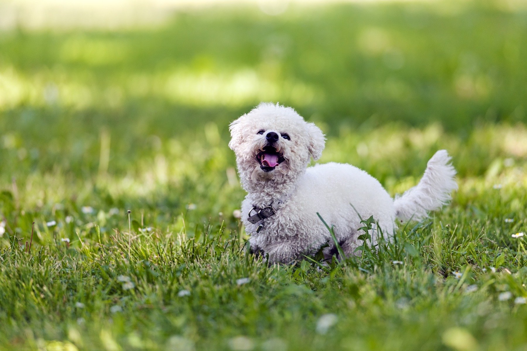 Bichon Frisé läuft über Wiese