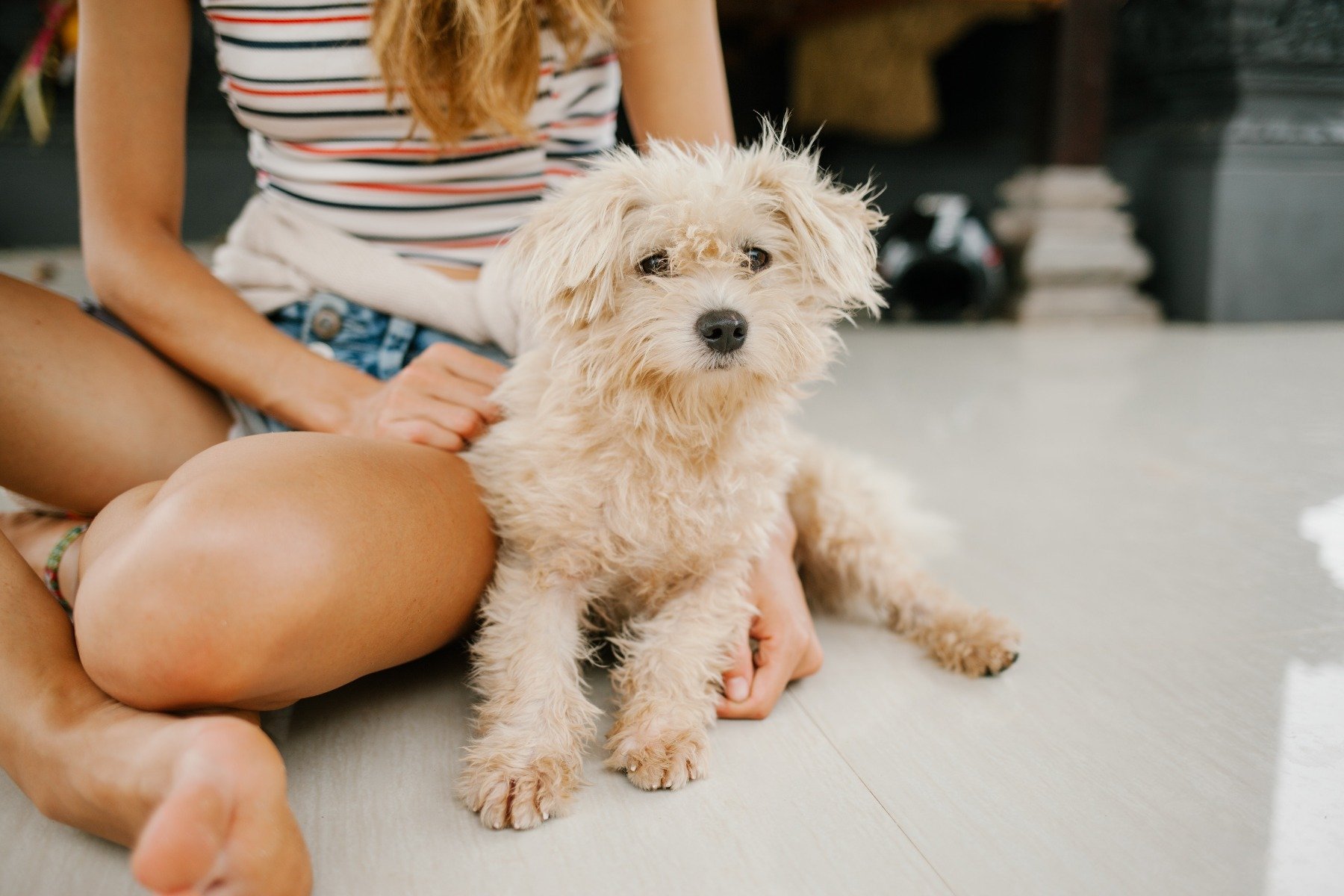 Geeignet für allergiker welche hunderassen sind Welcher Hund