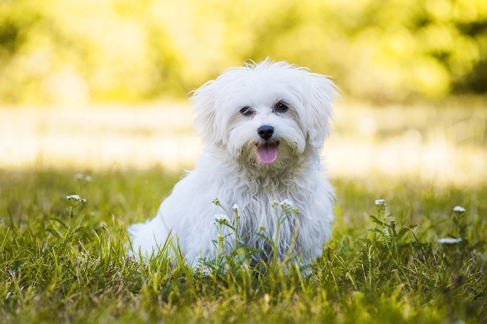 Malteser sitzt auf der Wiese