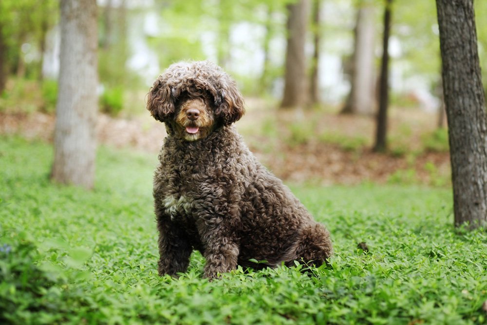 Portugiesischer Wasserhund sitzt im Wald