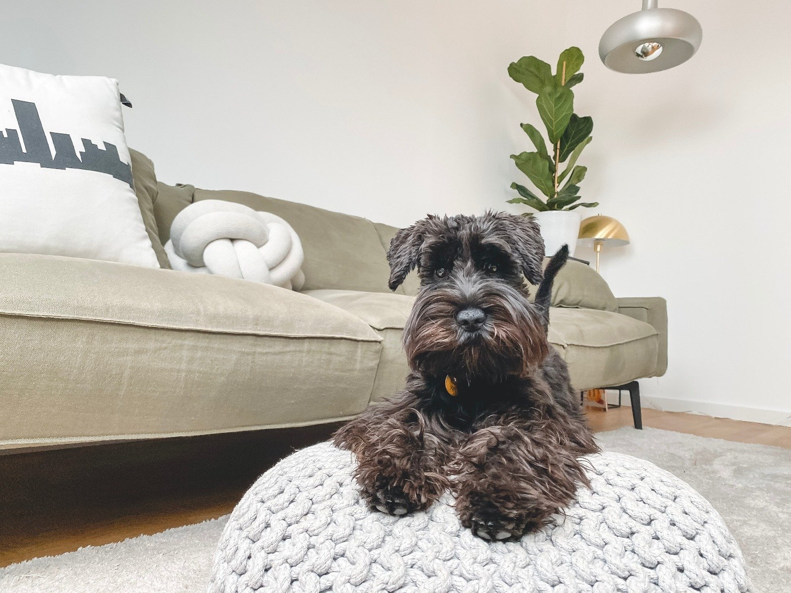 Schnauzer sitzt auf einem Kissen im Wohnzimmer.