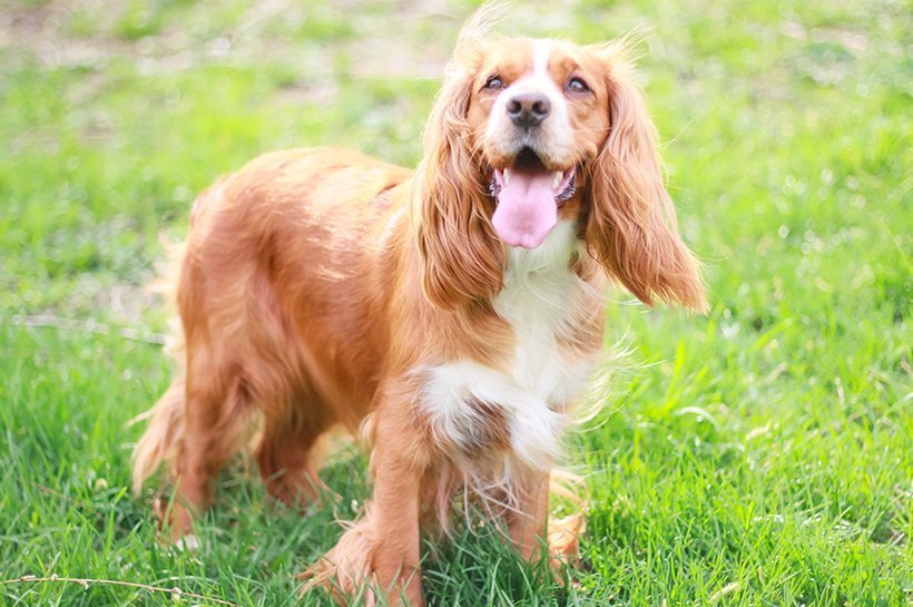  American Cocker Spaniel mit wehendem Hundefell auf einer Wiese