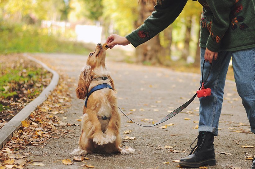 Amerikanischer Cocker Spaniel sitzt auf einem Waldweg und bekommt ein Leckerli