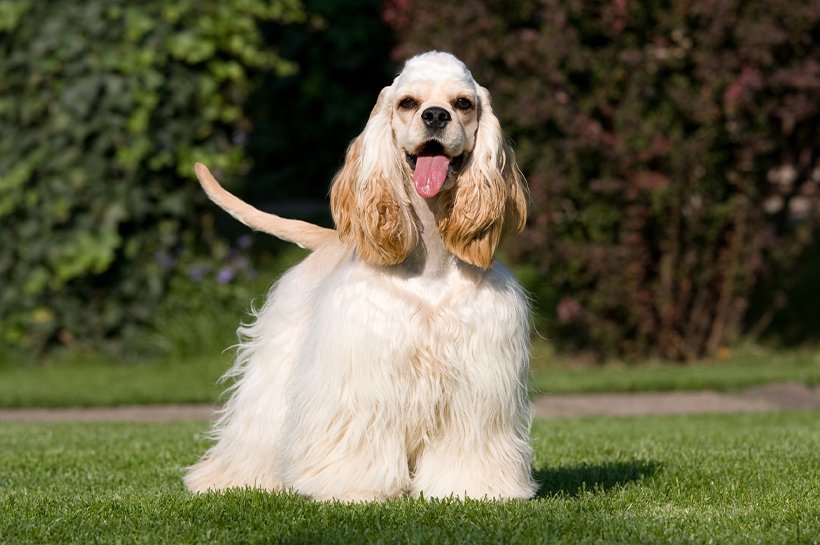 Ein heller amerikanischer Cocker Spaniel steht in seiner vollen Körpergröße auf einer Wiese