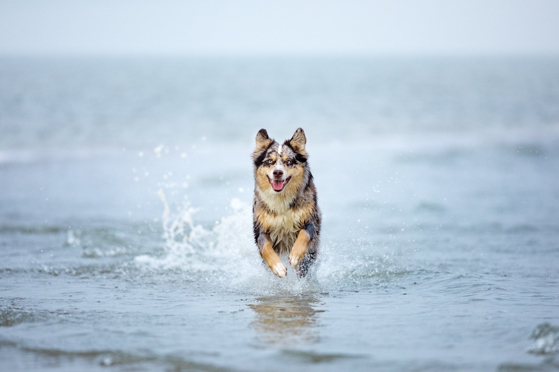 Aussie im Meer