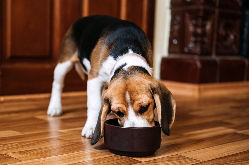 Beagle frisst genüsslich aus einem Futternapf