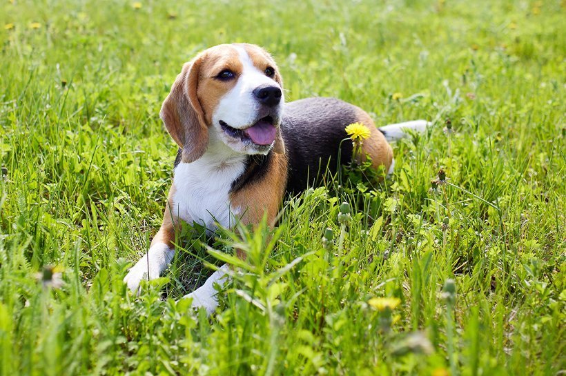 Beagle liegt entspannt im Gras auf einer Wiese