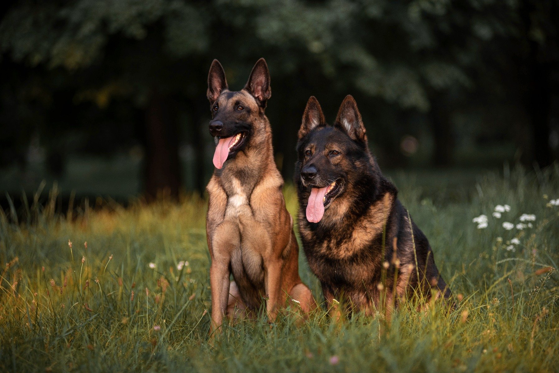 Zwei belgische Schäferhunde sitzen im Gras