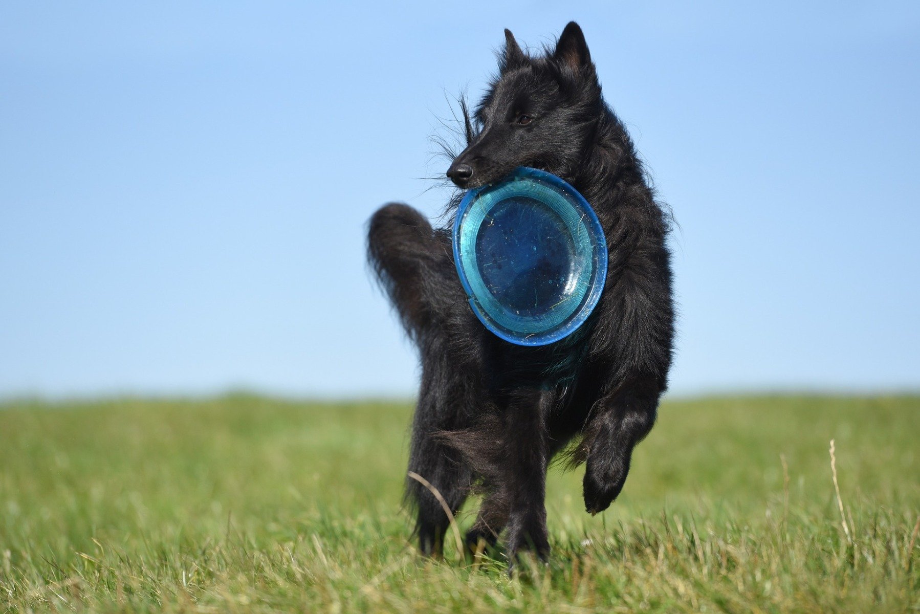 Groenendael mit Frisbee