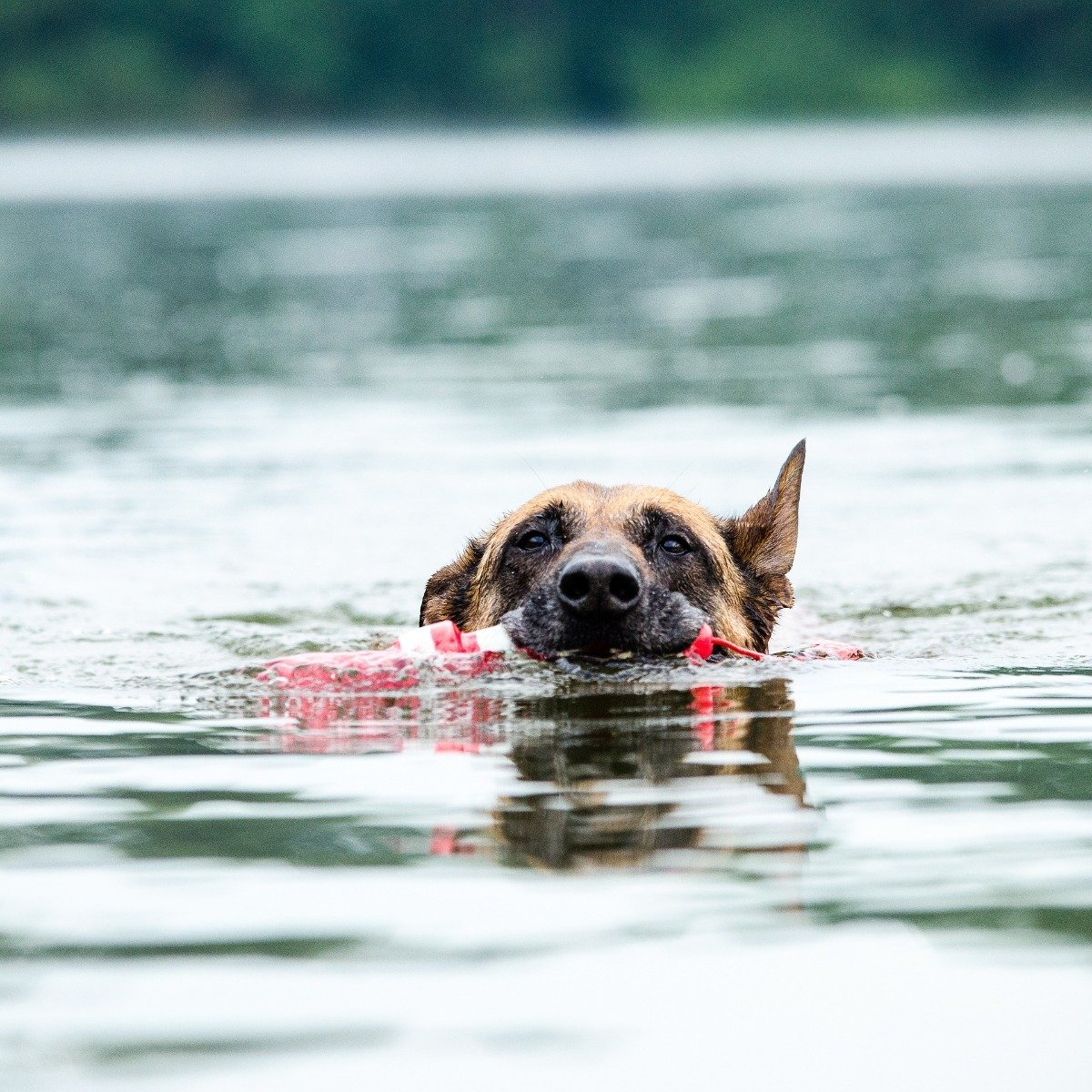 Malinois im Wasser